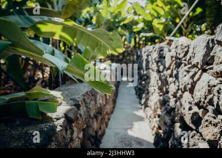 Fußweg durch Bananenplantage, Bananen, Musa, Madalena do Mar, Madeira, Portugal, Europa Stockfoto