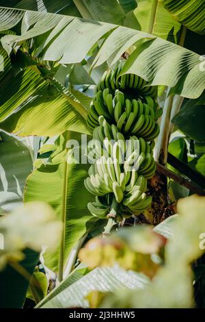 Bananenbaum, Musa, Plantage, Madalena do Mar, Madeira, Portugal, Europa Stockfoto