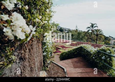 Jardim Botânico da Madeira, Botanischer Garten, Monte, Funchal, Madeira, Portugal, Europa Stockfoto