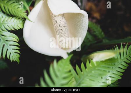 Schweizer Käserei, Monstera deliciosa, Monte Palace Tropical Garden, Monte, Funchal, Madeira, Portugal, Europa Stockfoto