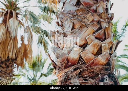 Mexikanische Washington Palm, Washingtonia robusta, Botanischer Garten, Monte, Funchal, Madeira, Portugal, Europa Stockfoto