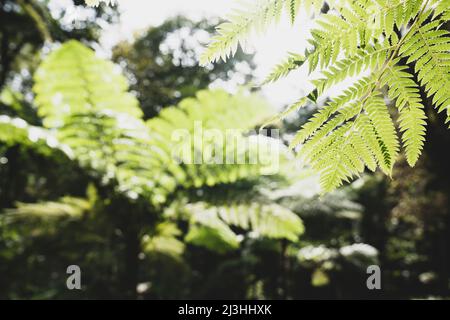 Australischer Baumfarn, Scale Cup Farn, Sphaeropteris cooperi, Cyathea cooperi, Monte Palace Tropical Garden, Monte, Funchal, Madeira, Portugal, Europa Stockfoto