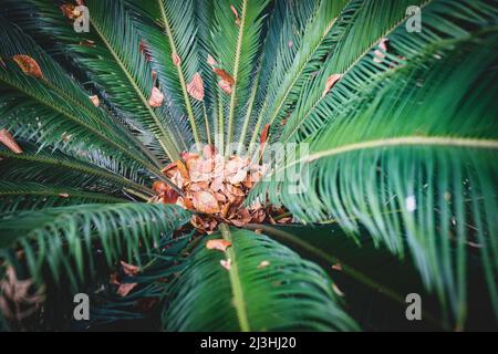 Japanische Sagopalme, Cycas revoluta, Monte Palace Tropical Garden, Monte, Funchal, Madeira, Portugal, Europa Stockfoto