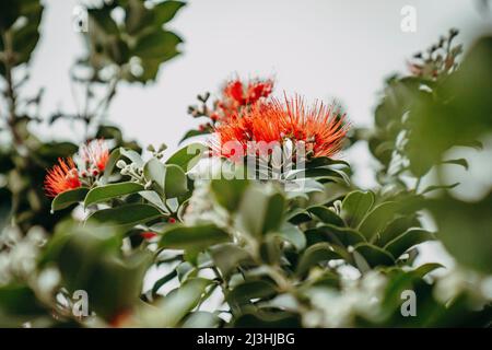 Persischer Eisenholzbaum, Parrotia persica, Seixal, Madeira, Portugal, Europa Stockfoto