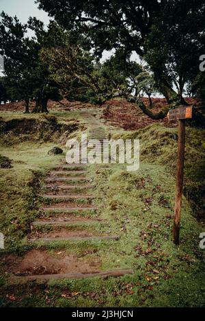 Aufstieg zum Wanderweg durch den Lorbeerwald, Posto Florestal Fanal, Fanal, Madeira, Portugal, Europa Stockfoto