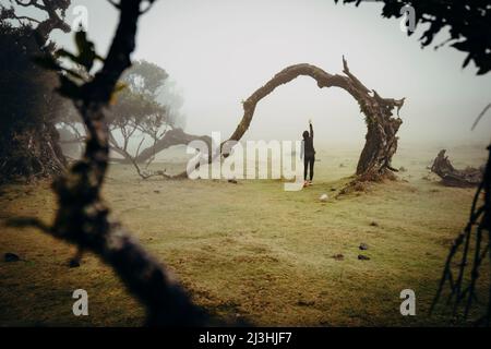 Alte Lorbeerbäume, Lorbeerwald, Fanal Pond, Lagoa do Fanal, Fanal, Madeira, Portugal, Europa Stockfoto