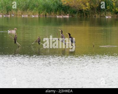 Pygmäenkormorane, Microcarbo pygmeus, Phalacrocorax pygmeus und Kormorane, Phalacrocorax carbo Stockfoto