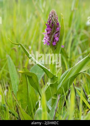 Frühe Sumpforchidee, Dactylorhiza incarnata Stockfoto