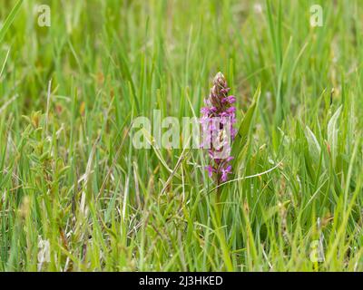 Frühe Sumpforchidee, Dactylorhiza incarnata Stockfoto