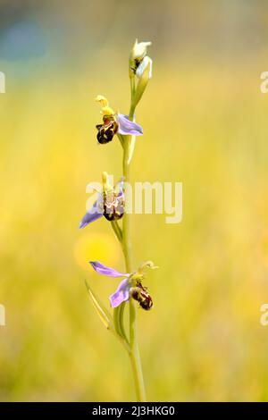 Bienenorchidee, Ophrys apifera, Stockfoto