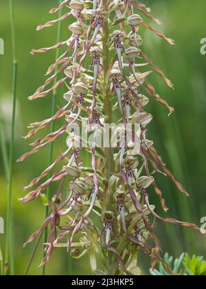 Echsenorchidee, Himantoglossum hircinum Stockfoto