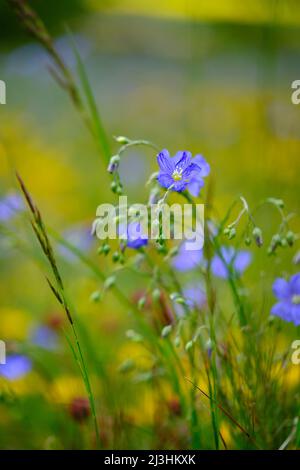 Leinsamen, Leinsamen, Linum usitatissimum Stockfoto