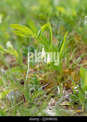 Winkelsiegel, Polygonatum odoratum, Stockfoto