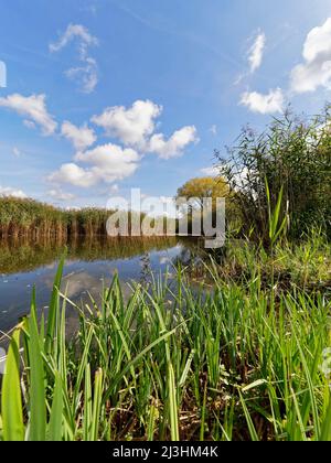 Der Lautensee im Naturschutzgebiet Mainaue bei Augsfeld, Stadt Hassfurt, Bezirk Hassberge, Unterfranken, Franken, Bayern, Deutschland Stockfoto