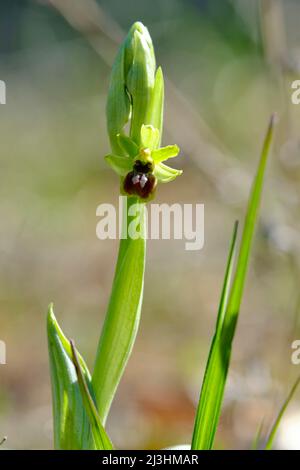 Kleine Spinnenorchidee, Ophrys araneola, Stockfoto