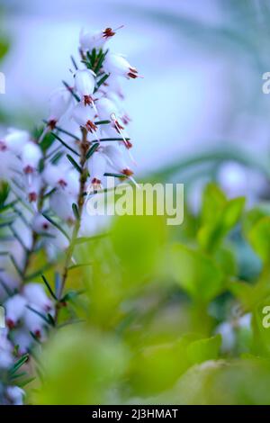 Frühlingsheide, Erica carnea var. Alba Stockfoto