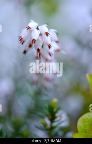 Frühlingsheide, Erica carnea var. Alba Stockfoto