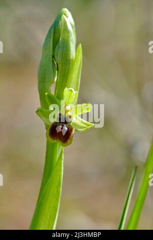 Kleine Spinnenorchidee, Ophrys araneola, Stockfoto
