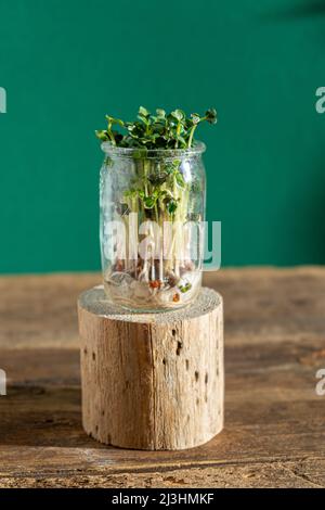 Wächst Micro Green. Glasgefäße mit Luzerne-Sprossen, Radieschen, Salat, Kohl auf Holzboden. Keimende Samen für vegane Öko-Lebensmittel. Gartenarbeit im Haus. Organisches Konzept. Urbane Farm. Microgreen. Stockfoto