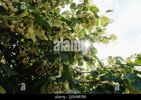 Sonne durch Äste Stockfoto