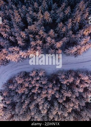 Straße schlängelt sich durch schneebedeckte Bäume Stockfoto