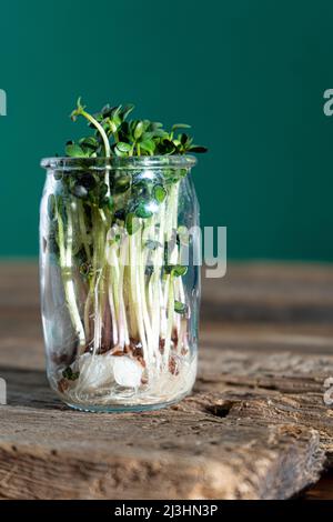 Wächst Micro Green. Glasgefäße mit Luzerne-Sprossen, Radieschen, Salat, Kohl auf Holzboden. Keimende Samen für vegane Öko-Lebensmittel. Gartenarbeit im Haus. Organisches Konzept. Urbane Farm. Microgreen. Stockfoto