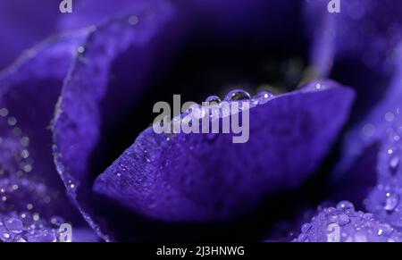 Extreme Nahaufnahme von tiefblauen Blüten mit Wassertropfen. Floraler Hintergrund Stockfoto