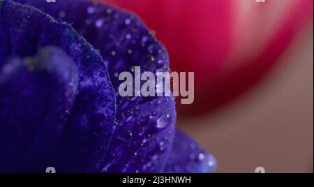 Extreme Nahaufnahme von tiefblauen Blüten mit Wassertropfen. Floraler Hintergrund Stockfoto