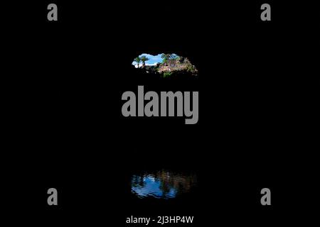 Kanarische Inseln, Lanzarote, Vulkaninsel, Jameos del Agua, entworfen von Cesar Manrique, einzigartiger vulkanischer Tunnel und Höhlen mit unterirdischem Konzertsaal, Restaurant und Salzsee, Blick vom Inneren der Höhle zurück zum Eingang, blauer Himmel, Palmen, Motiv reflektiert im glatten Wasser des Höhlensees Stockfoto