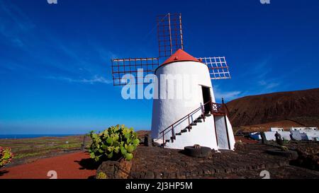 Kanarische Inseln, Lanzarote, Vulkaninsel, Jardin de Cactus, Kaktusgarten, Entworfen von Cesar Manrique, weiße Windmühle mit rotem Dach, dicht, davor grüner Kaktus, brauner Lavahügel im Hintergrund rechts, Meer im Hintergrund links, himmeldunkelblau und klar, wenige weiße Wolkenstreifen Stockfoto