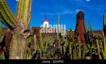 Kanarische Inseln, Lanzarote, Vulkaninsel, Jardin de Cactus, Kaktusgarten, Gestaltet von Cesar Manrique, Weitwinkelaufnahme, grüne Kakteen im Vordergrund, roter steiler Lavastein im Mittelgrund, weiße Windmühlen mit rotem Dach im Hintergrund, himmelklar und blau, wenige weiße Wolkenstreifen Stockfoto