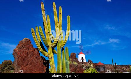 Kanarische Inseln, Lanzarote, Vulkaninsel, Jardin de Cactus, Kaktusgarten, Entworfen von Cesar Manrique, Weitwinkelaufnahme, Kaktus und roter Fels im Vordergrund, Windmühle im Hintergrund, himmelklar und blau, wenige weiße, wispige Wolken Stockfoto