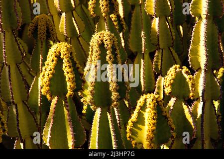 Kanarische Inseln, Lanzarote, Vulkaninsel, Jardin de Cactus, Kaktusgarten, Entworfen von Cesar Manrique, Nahaufnahme von grünen Kakteen Stockfoto