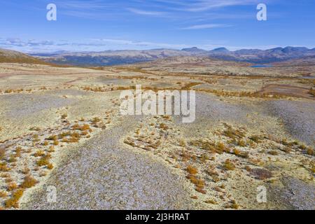 Luftaufnahme über die norwegische Tundra mit Rentierflechten (Cladonia rangiferina) im Herbst/Herbst, Innlandet, Ostnorwegen Stockfoto