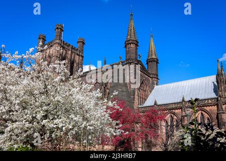 Chester Cathedral in voller Blüte, blauem Himmel und blühenden Bäumen Stockfoto