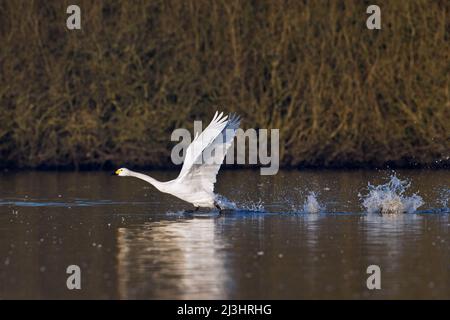 Tundra-Schwan / Bewicks-Schwan (Cygnus bewickii / Cygnus columbianus bewickii), der im Winter aus dem Wasser im See abzieht Stockfoto