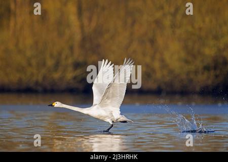 Tundra-Schwan / Bewicks-Schwan (Cygnus bewickii / Cygnus columbianus bewickii), der im Winter aus dem Wasser im See abzieht Stockfoto