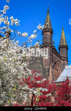 Chester Cathedral in voller Blüte, blauem Himmel und blühenden Bäumen Stockfoto