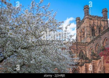 Chester Cathedral in voller Blüte, blauem Himmel und blühenden Bäumen Stockfoto