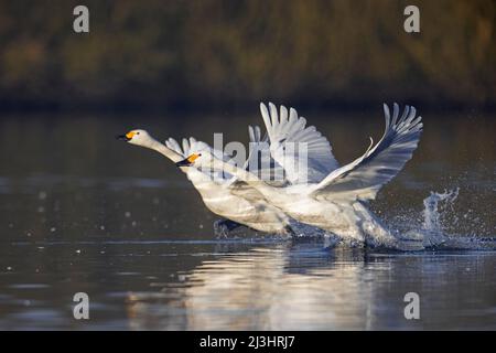 Zwei Tundraschwäne / Bewicks-Schwäne (Cygnus bewickii / Cygnus columbianus bewickii), die im Winter im See aus dem Wasser starten Stockfoto