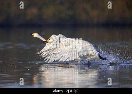 Zwei Tundraschwäne / Bewicks-Schwäne (Cygnus bewickii / Cygnus columbianus bewickii), die im Winter im See aus dem Wasser starten Stockfoto