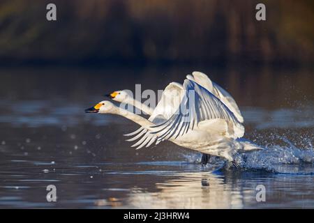 Zwei Tundraschwäne / Bewicks-Schwäne (Cygnus bewickii / Cygnus columbianus bewickii), die im Winter im See aus dem Wasser starten Stockfoto