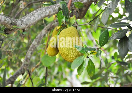 Artocarpus heterophyllus, Ein Heterophyllus oder Jackfruitbaum Stockfoto