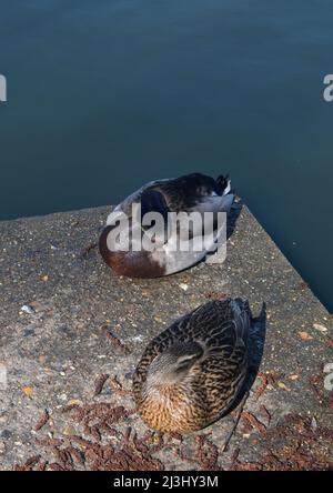 Männliche und weibliche Stockenten, england, Stockfoto