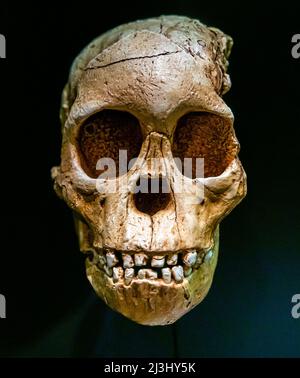 Taung Kinderschädel. Taung Juvenile Cranium, Australopithecus Africanus, vor 2,3 Millionen Jahren. Südafrika. Replikat. Nationales Archäologisches Museum Stockfoto