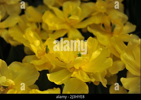 Gelb Doppelte frühe Tulpen (Tulipa) im März blüht die Kadenza in einem Garten Stockfoto