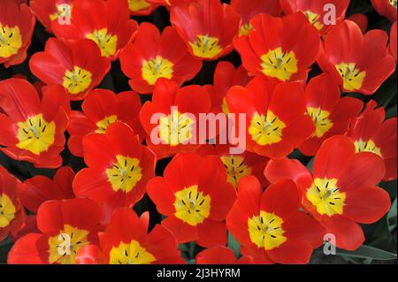 Rote und gelbe Triumph Tulpen (Tulipa) Cartago blühen im März in einem Garten Stockfoto