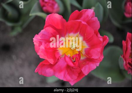 Rosa Doppelte frühe Tulpen (Tulipa) Cognac blüht im März in einem Garten Stockfoto