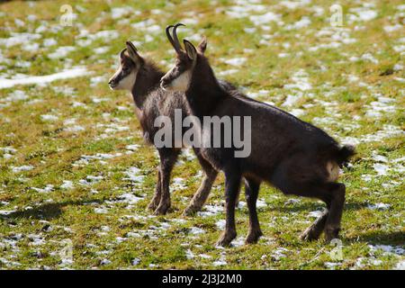 Gämsen in freier Wildbahn Stockfoto