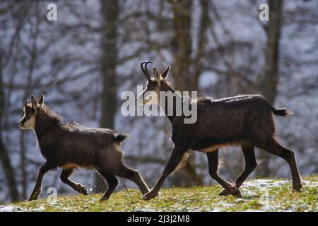 Gämsen in freier Wildbahn Stockfoto